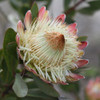 Protea 'White Ruby'
