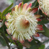Protea 'White Ruby'