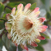 Protea 'White Ruby'