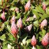 Protea 'Little Prince'