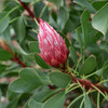 Protea 'Little Prince'