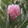 Protea 'Pink Ice'