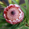 Protea 'Pink Ice'