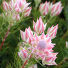 Serruria 'Pretty In Pink'