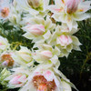 Serruria 'Blushing Bride'
