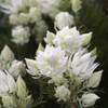 Serruria 'Blushing Bride'