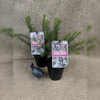 Boronia Flamingo