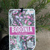 Boronia Flamingo