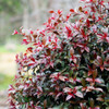Syzygium Cheeky Little Red Lilly Pilly