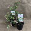 Jasmine Variegated Pink