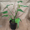 Monstera Burle Marx Flame 200mm pot