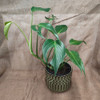 Monstera Burle Marx Flame 200mm pot