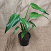 Monstera Burle Marx Flame 125mm pot