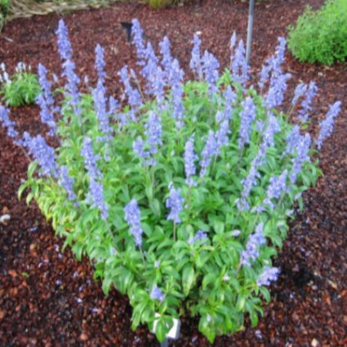salvia-santa-barbara-four-seasons-nursery