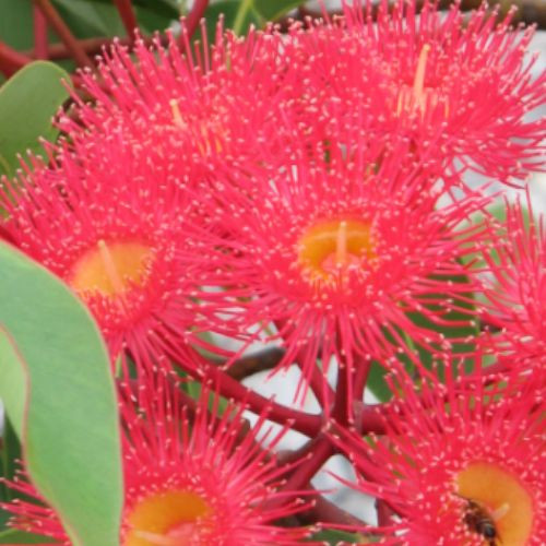 Seedeo® Roter Eucalyptus Samen – 20 Stück, Eucalyptus Ficifolia Aus Australien