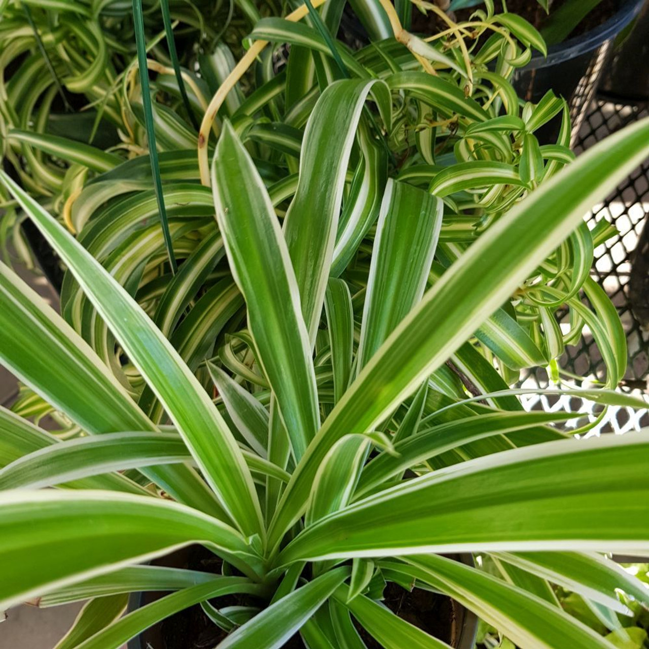 Spider Plant Chlorophytum Variegatum, Established plant approx. 15cm length