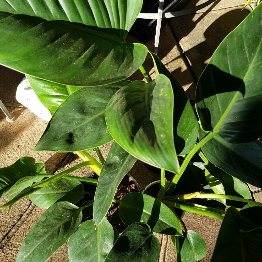 Philodendron Congo Four Seasons Nursery