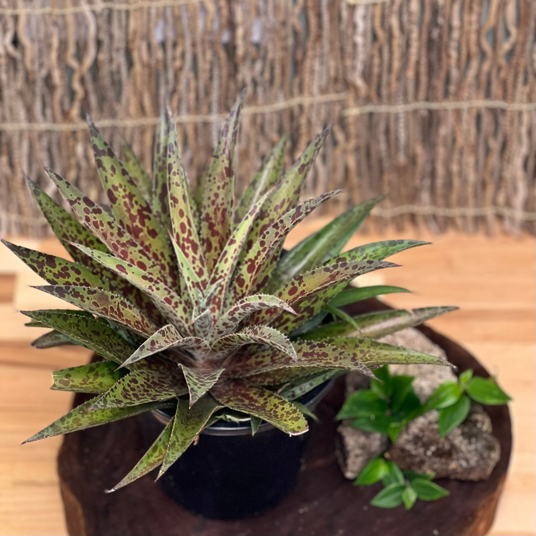 Mangave Pineapple Express Four Seasons Nursery