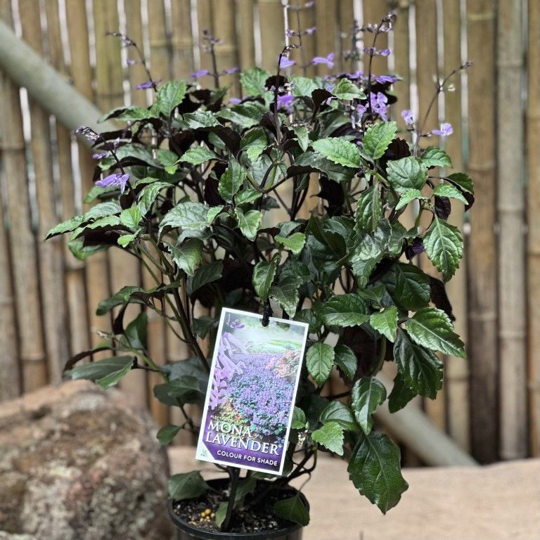 Plectranthus 'Mona Lavender' Four Seasons Nursery