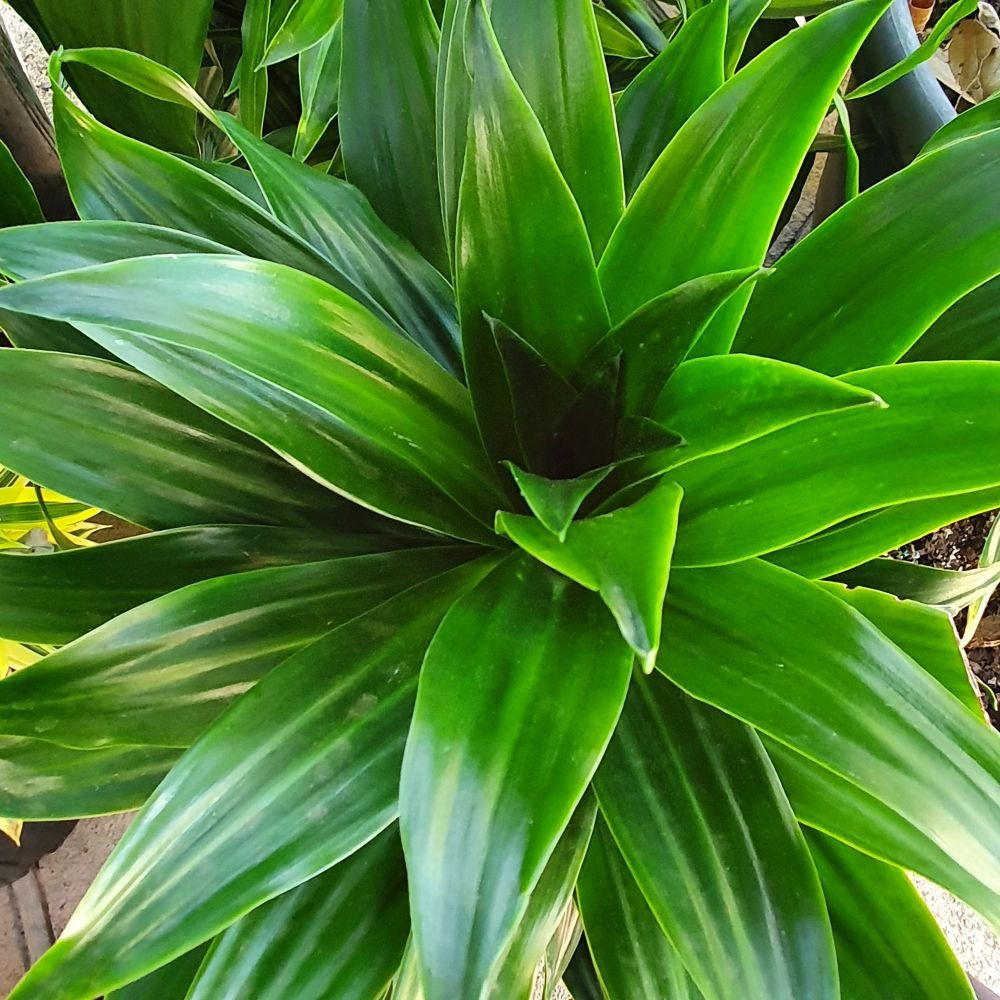 14 sansevieria trifasciata snake plant Sansevieria 'Zeylanica' Snake Plant – Lakewood Plant Company main image 1