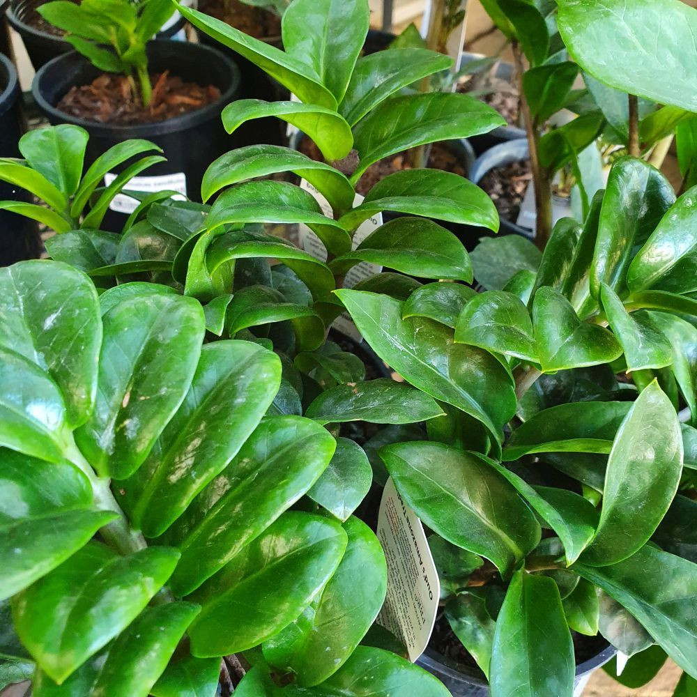 Zamioculcas zamiifolia Zenzi - Four Seasons Nursery