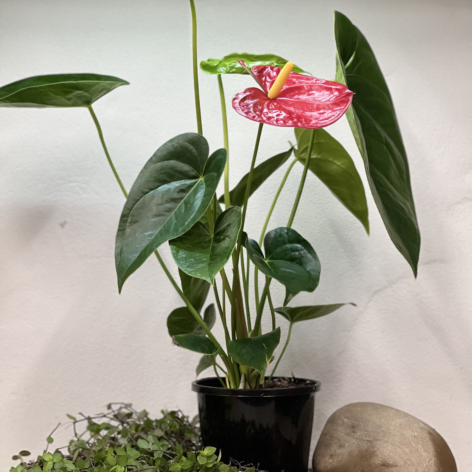 Anthurium Red - Four Seasons Nursery