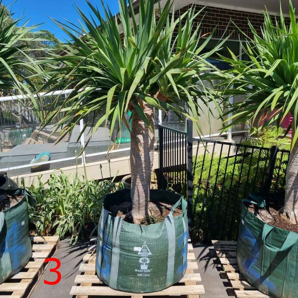 Dracaena draco 300 L - Four Seasons Nursery