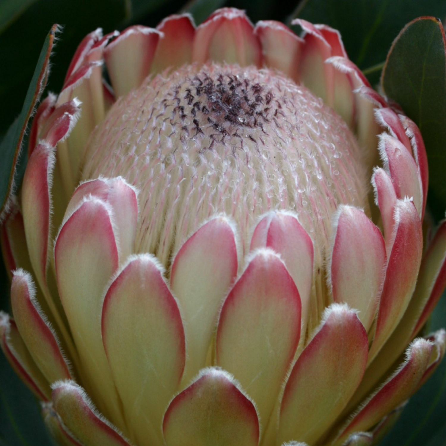 Protea 'Susara' - Four Seasons Nursery