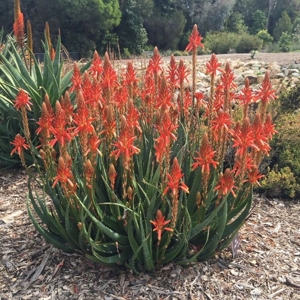 Aloe hybrid 'Always Red' - Four Seasons Nursery