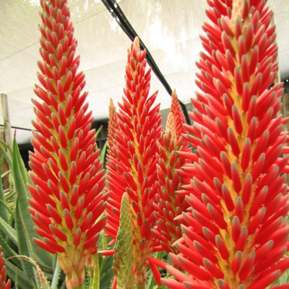 Aloe hybrid 'Super Red' - Four Seasons Nursery