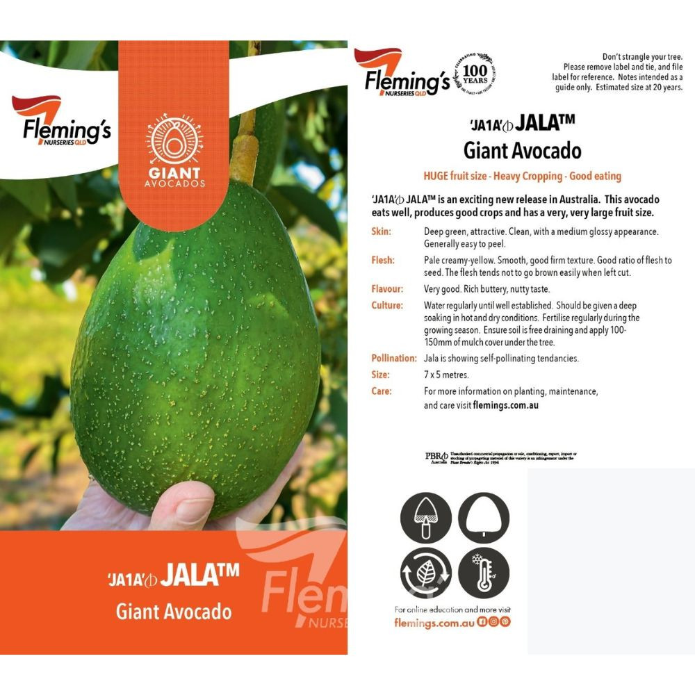 Avocado 'Jala' 5 L - Four Seasons Nursery