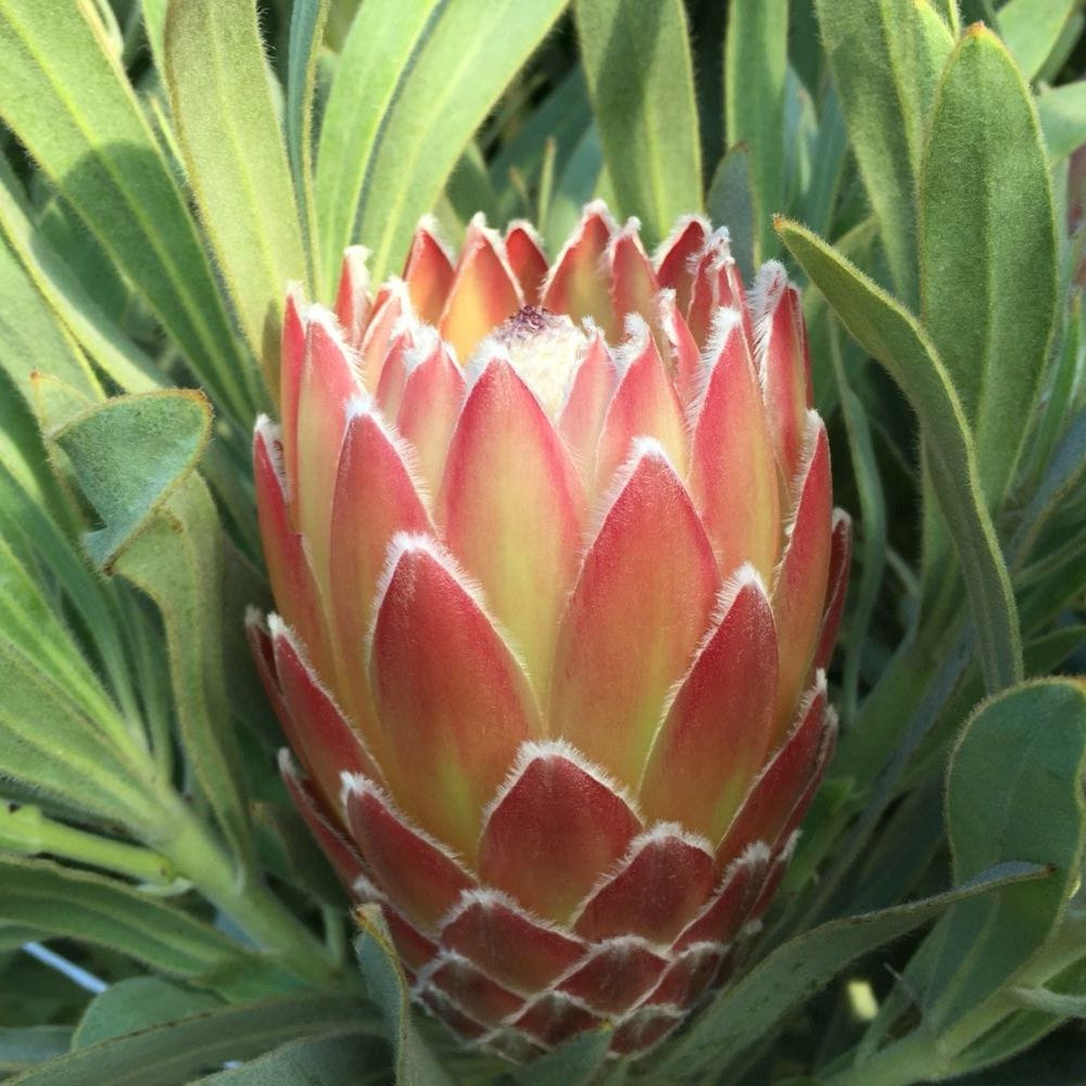 Protea 'Possum Magic' - Four Seasons Nursery