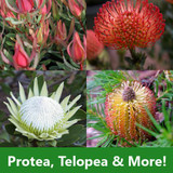 Proteas, Telopea & More!