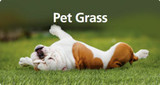 Pet Grass