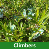 Climbers