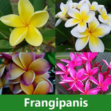 Frangipanis