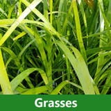 Grasses
