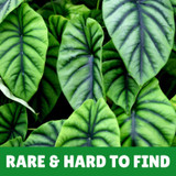 Rare And Hard To Find Plants
