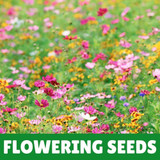 Flower Seeds