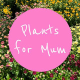 Plants For Mum