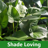 Shade Loving