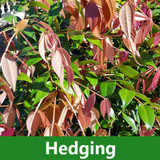 Hedging