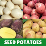 Seed Potatoes