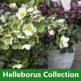 Helleborus Collections