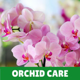 Orchid Care Products