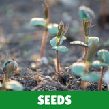 Seeds