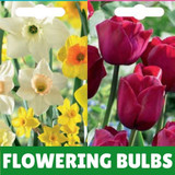 Flowering Bulbs