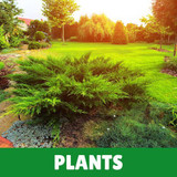 Plants