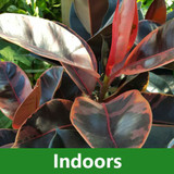 Indoors