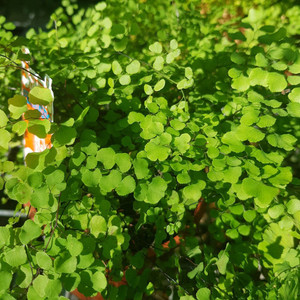 Maiden Hair Fern